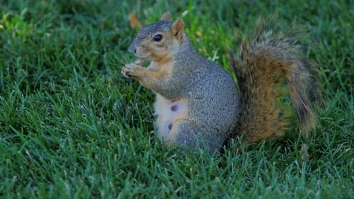 Squirrel Eats a Nut in the Green Grass