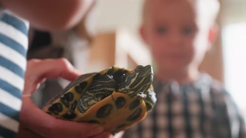 Child Observing Tortoise Held By Adult Hand
