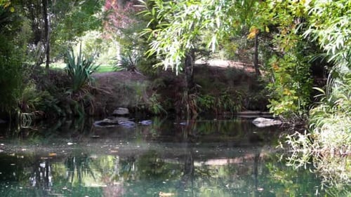 Eau stagnante d'une rivière dans un parc en Nouvelle-Zélande
