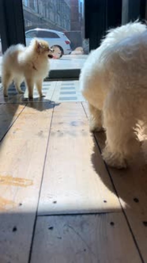 Three Dogs Standing Inside on a Sunny Day