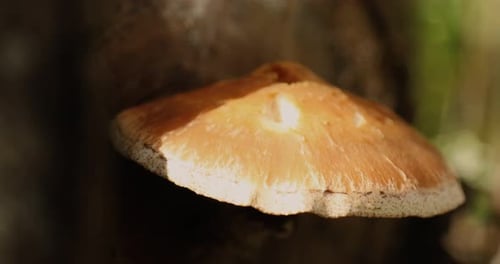 Wild forest mushroom growing out of a log during the autumn season. Shot in 4k slow motion.