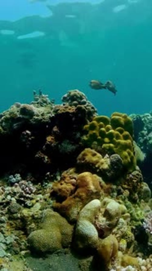 Coral Reef with Fish Underwater Philippines Vertical Video