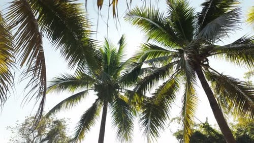 Tropical Palm Trees Swaying in the Breeze