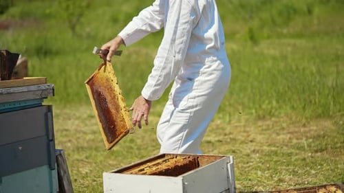Imker im weißen Anzug arbeitet in der Nähe von Bienenstöcken.