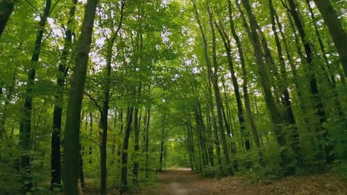 Dirt Road in the Forest