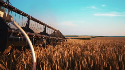 Wheat Harvest Wheat Harvesting Shears Harvester Machine Harvesting Golden Ripe Wheat Field on an