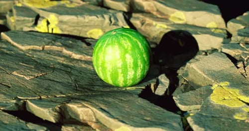 Fresh Watermelon Sits on Textured Rocky Surface in Sunlight