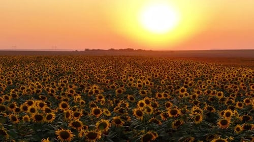 Drohnenvideo eines Sonnenblumenfeldes bei einem wunderschönen Sonnenuntergang am Abend. 4K-Luftaufnahme von Sonnenblumen im Sommer