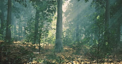 Mysterious Forest Showcasing Sunlight Filtering Through Tall Trees