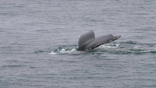 Humpback whale diving in ocean, tail breaching surface