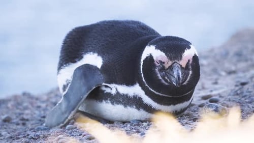 Close up shot of Magellanic Penguin with sleepy eyes, resting on rock in nature. Slow motion footage