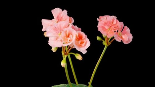 Geranium Flowers Blooming Time Lapse on Black Background