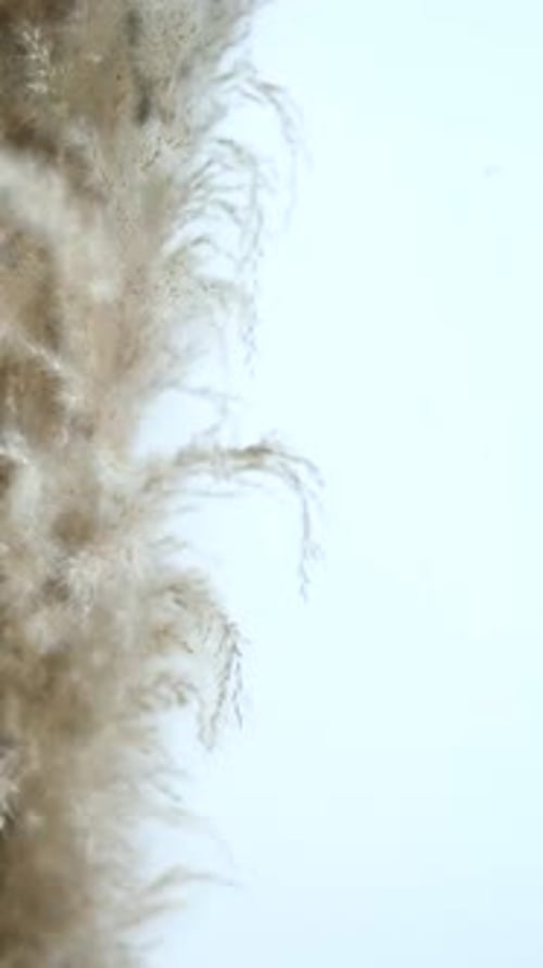 Pampas grass swaying by wind. Close-up fluffy branches. Neutral background with copy space.