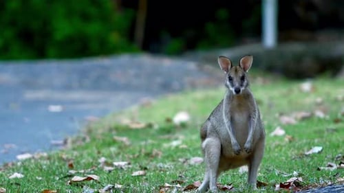 Wallaby