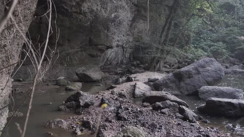 4K clip dolly in and pull out of tree branches into a cave in the middle of a tropical rain forest w