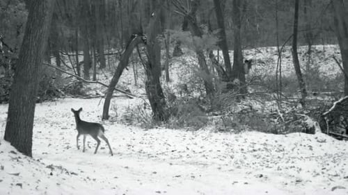 Whitetail doe walking on a snow covered game trail in the woods