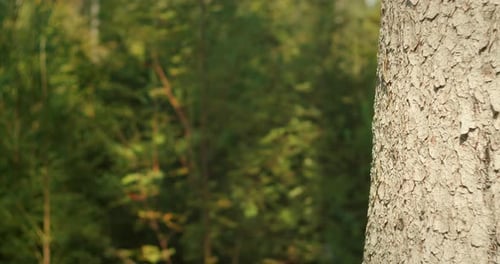 Tree Trunk Closeup with Textured Bark in a Dense Green Forest Background