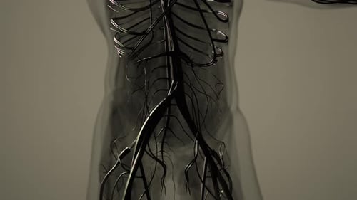 Medically Accurate Animation of Heart with Vains and Arteries