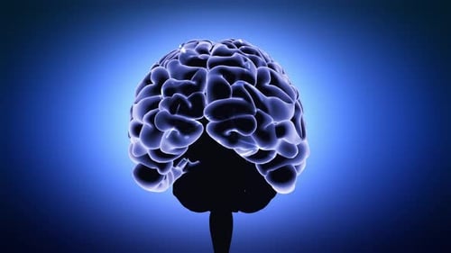 Animated Digital Brain Rotation with Glowing Neurons Loop