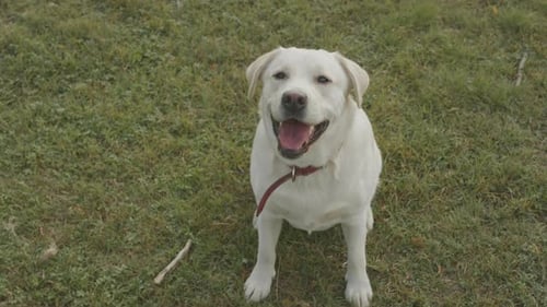 White Labrador Retriever Sitting on Green Grass and Barking