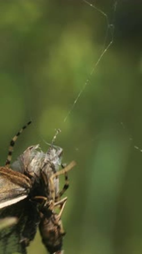 Spider Kills Butterfly Creative Struggle of Butterfly Caught in Spider's Web Spider Fights with