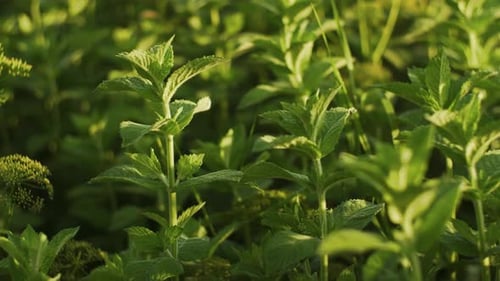 Feuilles de menthe poussant dans le champ