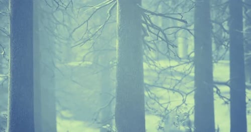 Whispers of Twilight in a Tranquil Forest Painted with Misty Hues