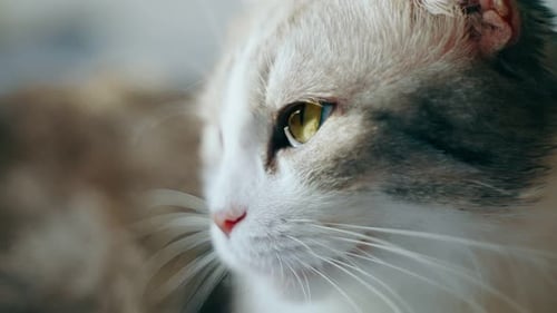 Side View of the Muzzle of a Lopeared Cat with Yellow Eyes Looking to the Side