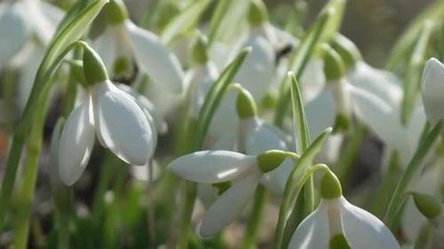 Snowdrop Pollinated By Bee During Early Spring in Forest Snowdrops Flower Spring White Snowdrops
