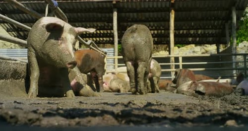 Pigs in a Farm