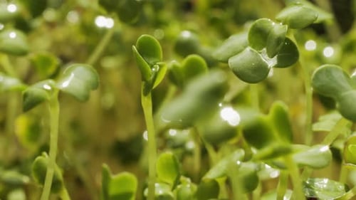 Fresh Green Sprouts with Water Droplets, Close Up