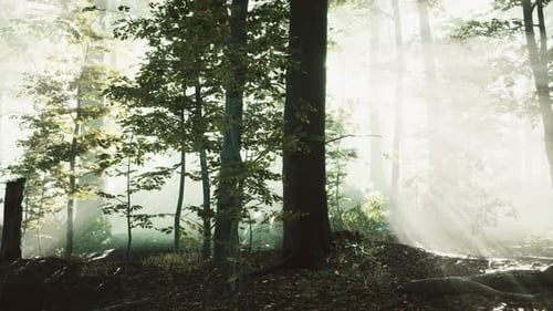 Panoramic View of the Majestic Forest in a Morning Fog