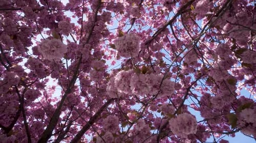Blooming Tree with Pink Flowers in Springtime