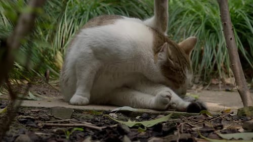 Eine weiße und getigerte Katze, die an einem hellen Tag ihre Schwänze pflegt