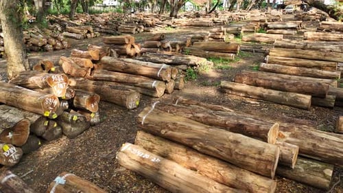 Piles of Cut Tree Logs in Rural Setting