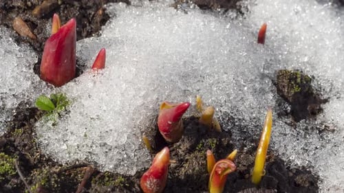 First Spring Shoots Emerging Through Melting Snow