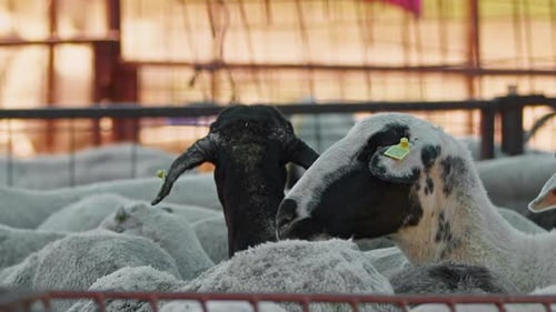 Sheep And Goats Prepared For Eid Al Adha In Islam 18