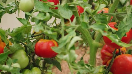 Ripe Red and Unripe Green Tomatoes on Vine