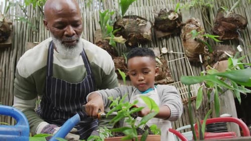 Happy senior african american man with his grandson potting up plants in garden