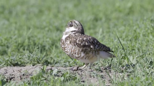 Grabende Eule (Athene cunicularia) oder Shoco, die eine gefangene Maus verschluckt