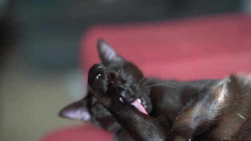 Black Cat Licks Paw to Clean Face