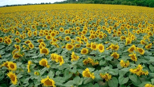 Growing of sunflowers in summer. Green and yellow agricultural plants on field.