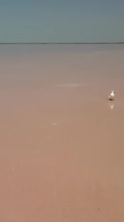 Seagulls at Pink Salt Lake Dunaliella Salina Impart a Red Pink Water in Mineral Lake with Dry