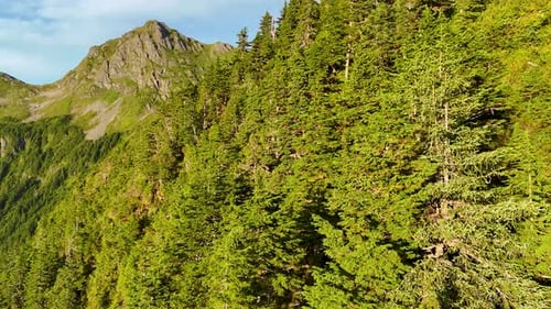 Aerial view of mountain and forest landscape, United States.