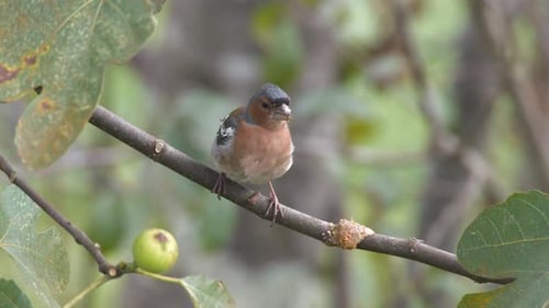 Finch Bird Feeding On Fig Fruit