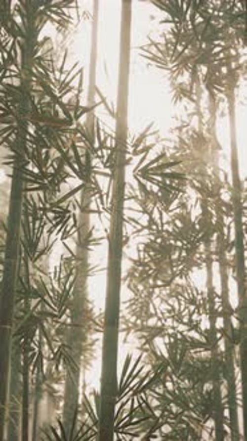 Peaceful Vertical Bamboo Forest with Sunlight and Mist