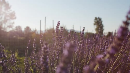 Bienen auf Lavendelblüten auf dem Feld während des Sonnenuntergangs.
