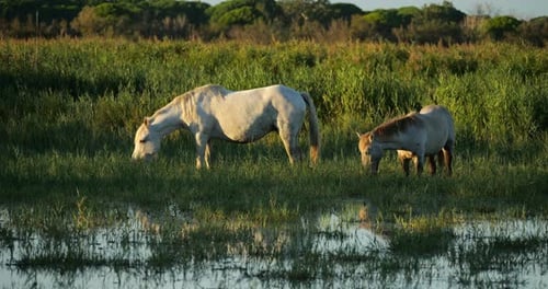 White Camargue horses with foals, the Camargue, France