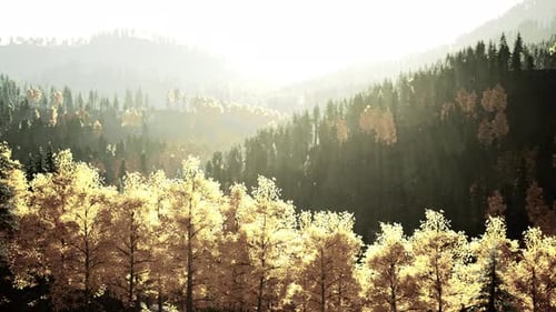A Dense Forest with Towering Trees