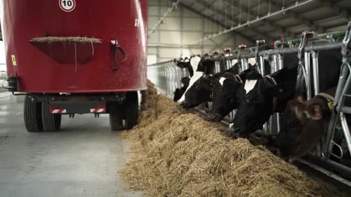 Feeding Cows on a dairy farm. Cattle of cows